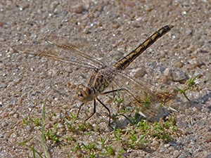 Female Northern Banded Groundling dragonfly - Brachythemis impartita © John Muddeman